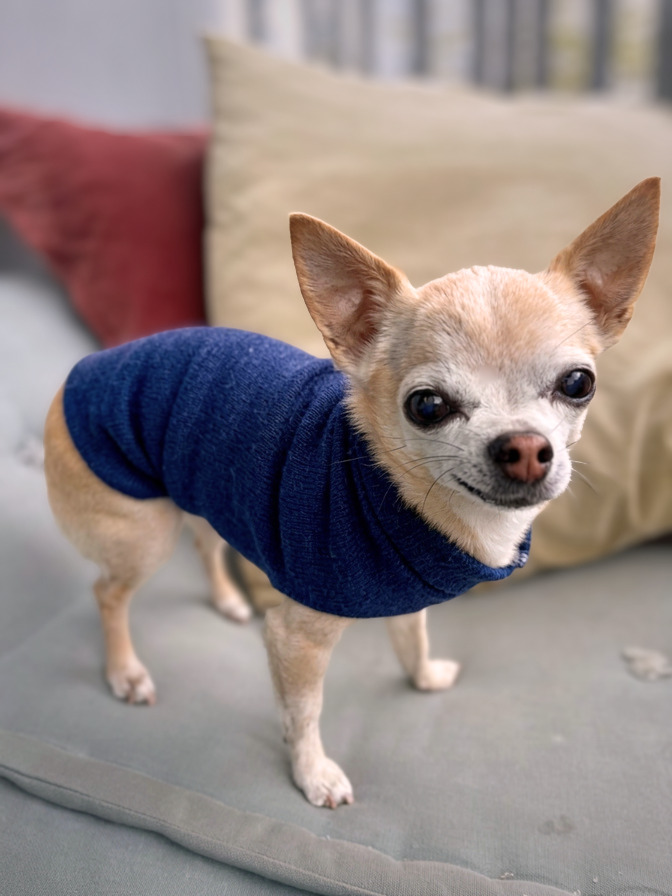 Granatowe ubranko dla chihuahua z wełny merino